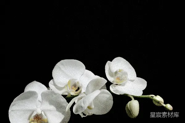 高清摄影 一朵白色花朵在黑色背景上。