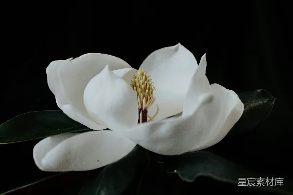 高清摄影 白色花瓣的花