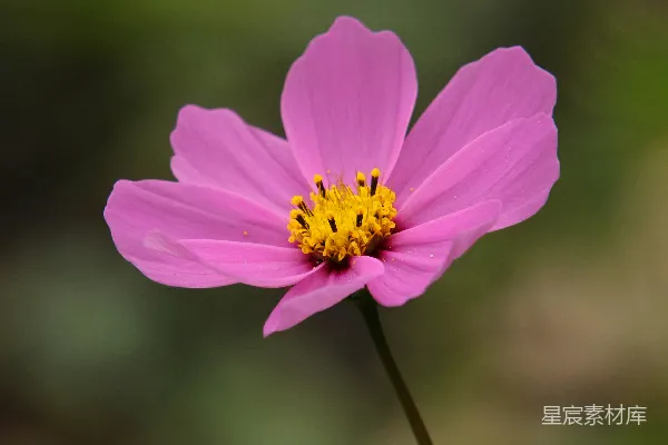 高清摄影 花园中的一朵粉色花朵，中心是黄色的。