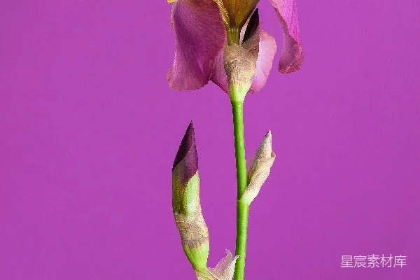 高清摄影 粉黄相间的花朵在近距离摄影中