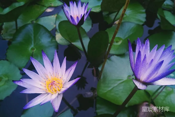 高清摄影 选择性聚焦的睡莲
