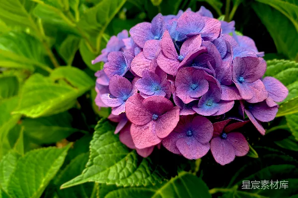 高清摄影 特写拍摄的紫色花朵