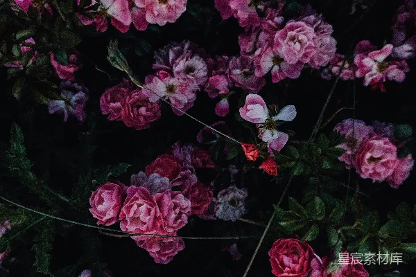 高清摄影 粉色花瓣的花朵