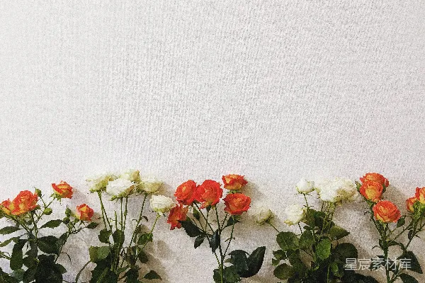 高清摄影 红白玫瑰花