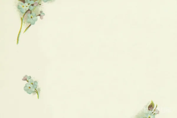 高清摄影 白色花朵插图