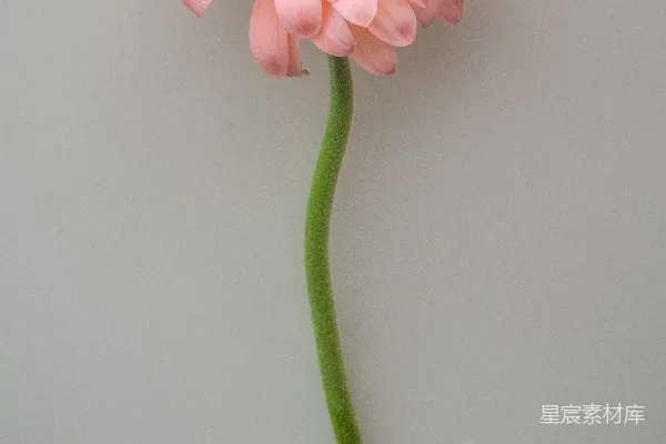 高清摄影 粉红色的花在绿色的茎上