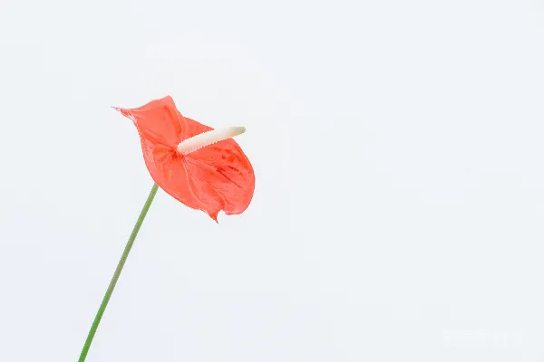 高清摄影 红花