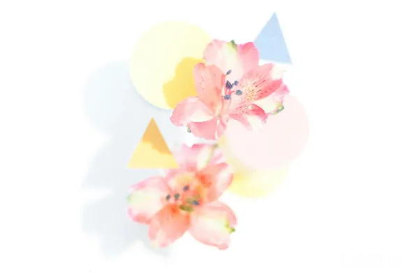 高清摄影 紫色和黄色的花朵插图