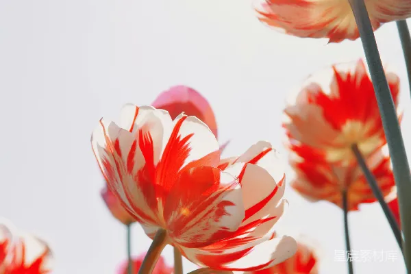高清摄影 全开的红白郁金香花