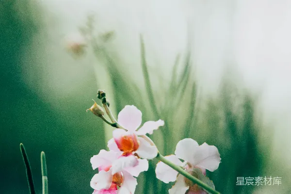 高清摄影 白粉色花瓣的花