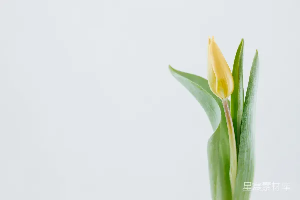 高清摄影 黄色郁金香花蕾