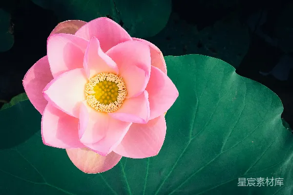 高清摄影 粉色花瓣的特写照片
