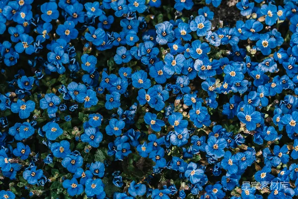 高清摄影 蓝花田