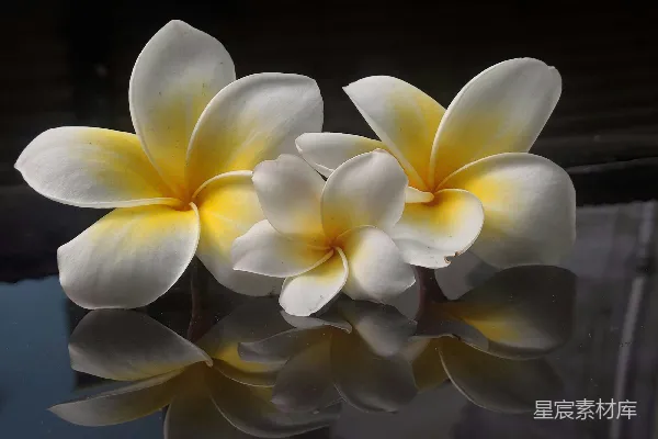 高清摄影 一簇白花