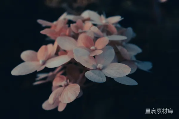 高清摄影 粉白相间的花朵在微移镜头下拍摄