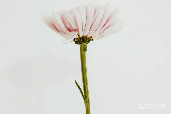 高清摄影 粉红色的花，绿色的茎