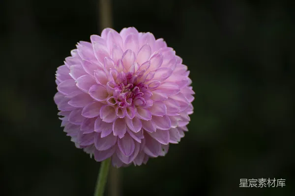 高清摄影 粉红色花朵通过移轴镜头拍摄