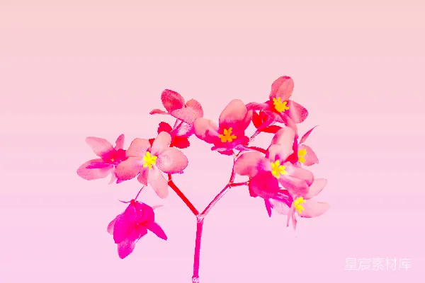 高清摄影 一朵带黄色花心的粉红色花朵，长在茎上。
