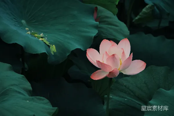 高清摄影 粉红色的莲花