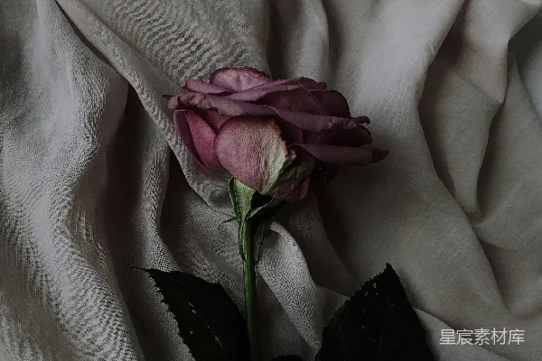 高清摄影 粉红色的玫瑰花在灰色的纺织品上