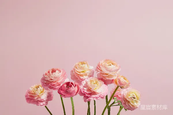 高清摄影 一个装满粉红和黄色花朵的花瓶