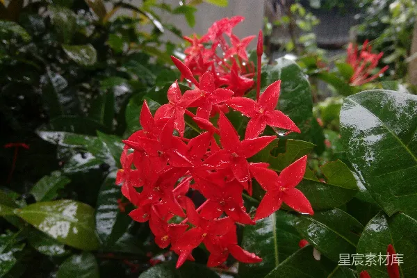 高清摄影 一朵红色的花的特写