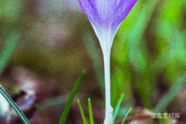 高清摄影 紫色花瓣的花