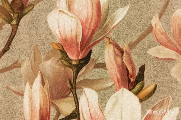 高清摄影 一幅灰色背景上的粉白色花朵画作