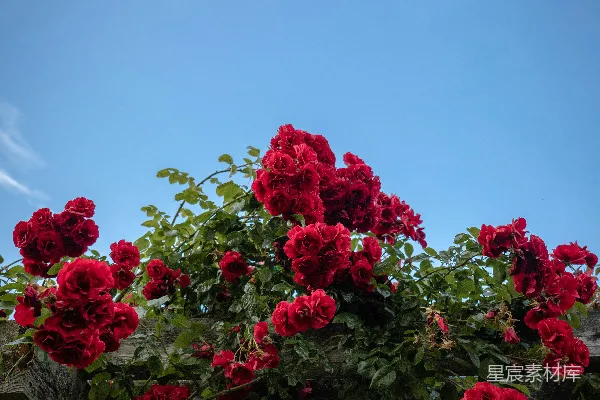 高清摄影 红色花瓣的花