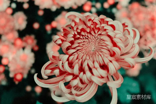 高清摄影 粉红色花朵的特写照片