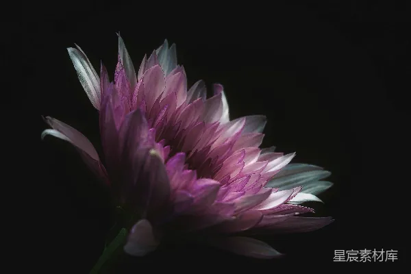 高清摄影 紫色花瓣的花朵在黑色背景前