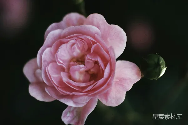 高清摄影 一张粉红色花瓣的特写照片