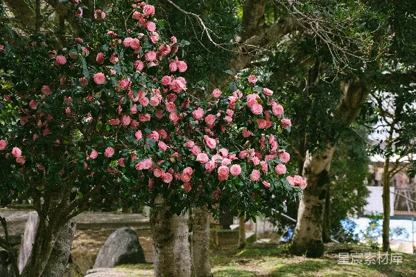高清摄影 一棵开粉红色花的树在公园里