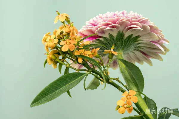 高清摄影 粉色和黄色的花，带有绿色的叶子。