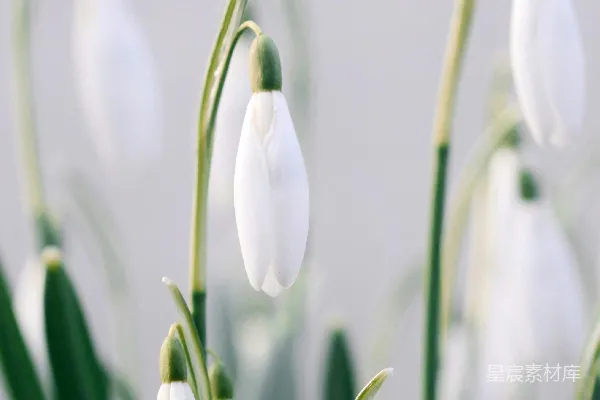 高清摄影 白花壁纸