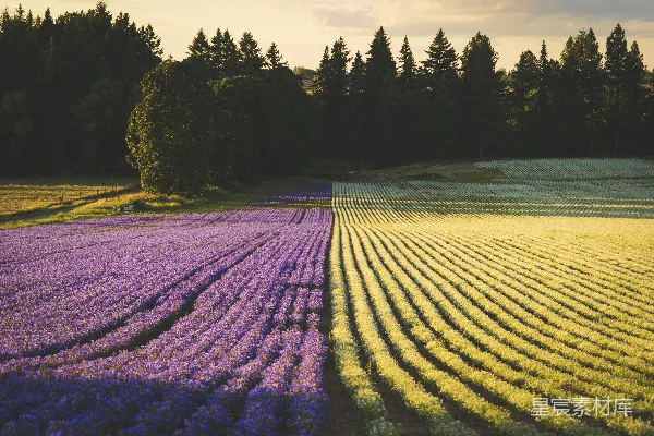 高清摄影 黄色和紫色的花田