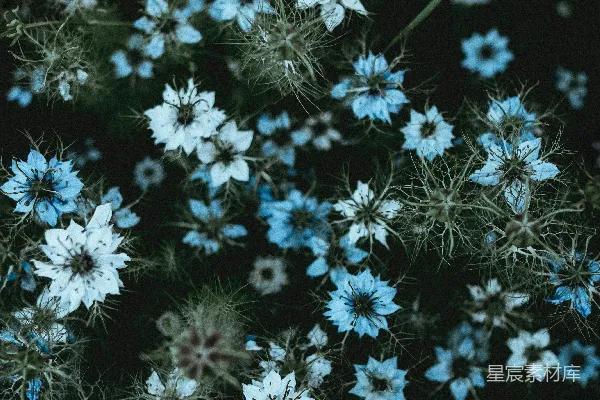高清摄影 白花瓣的花朵，绿叶环绕。