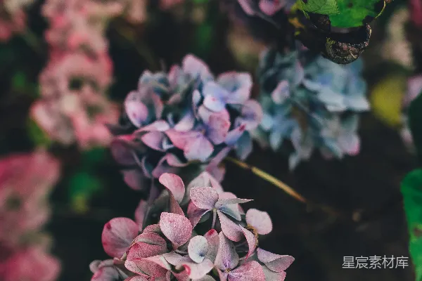 高清摄影 粉红色花瓣的花