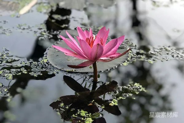 高清摄影 粉红色的花在绿色的叶子上
