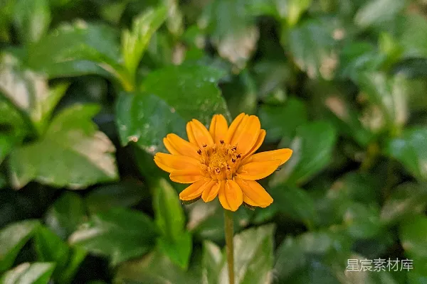 高清摄影 一片绿叶中的一朵黄色小花