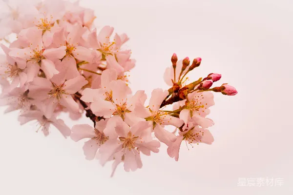 高清摄影 粉色樱花