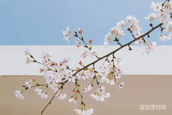 高清摄影 白色花瓣的花