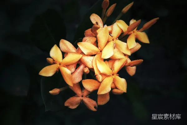 高清摄影 一簇黄色的花在黑色背景上