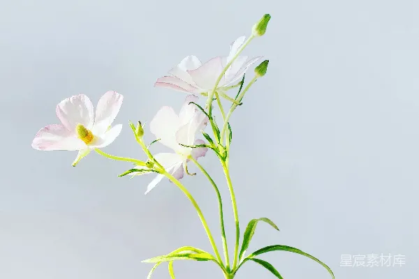 高清摄影 在近景摄影中，白色的和粉色的花朵