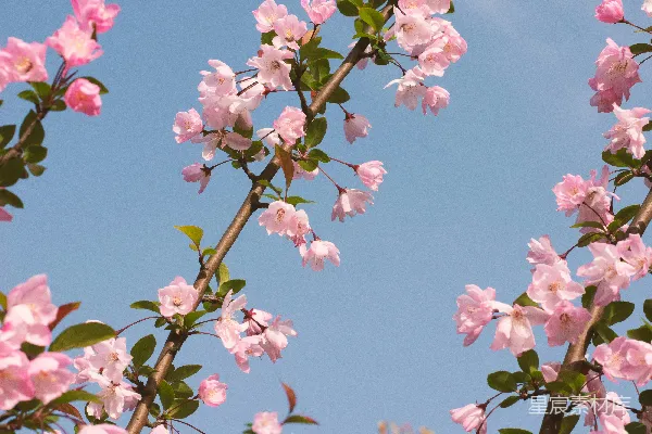 高清摄影 粉红色的花朵在树枝上绽放。
