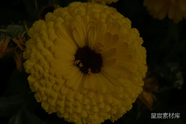 高清摄影 一簇挨着一簇的黄色花。