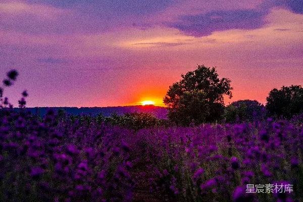 高清摄影 夕阳笼罩着一片薰衣草花田。