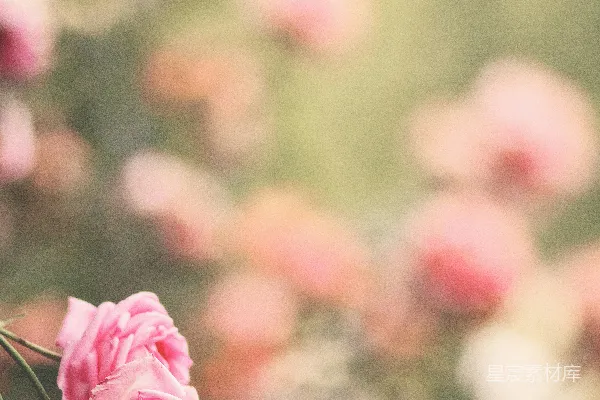 高清摄影 粉色花瓣的花