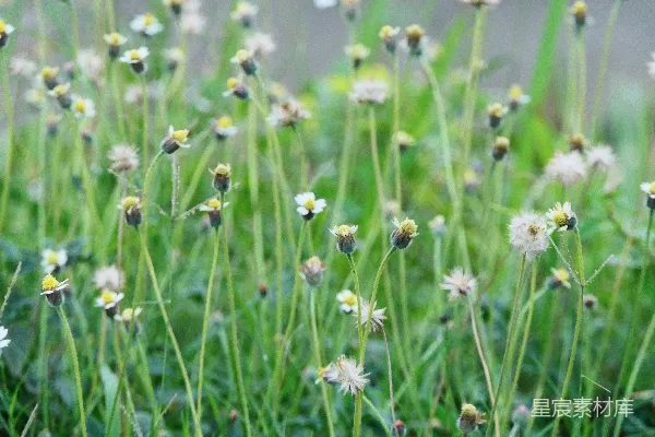 高清摄影 白花瓣的野生花