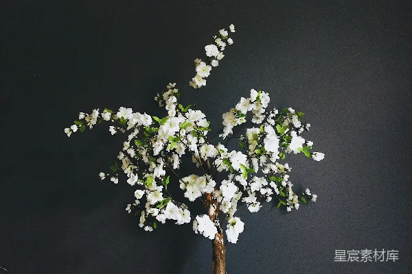 高清摄影 一簇白色花瓣的花